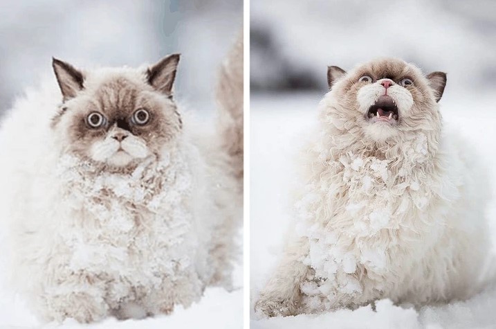 15+ hilarious animal faces when they enjoy something for the first time 14