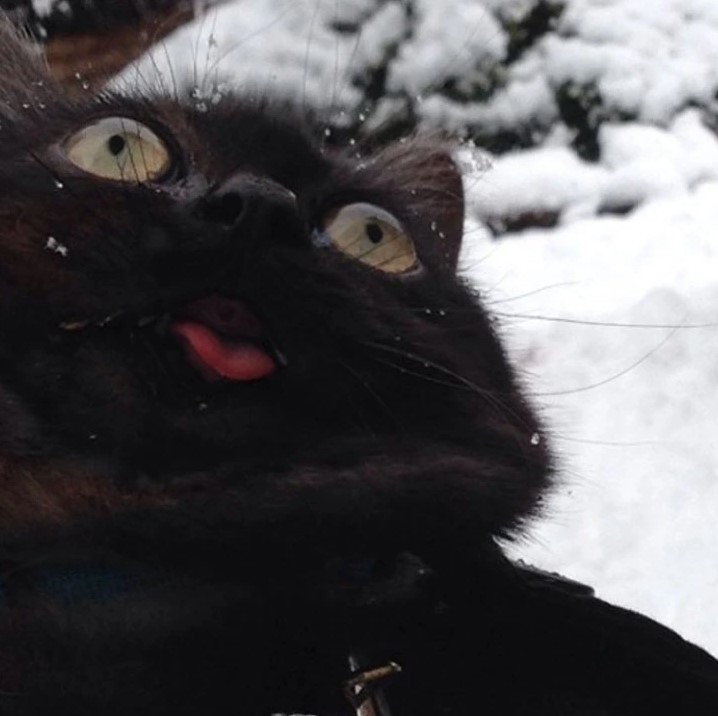 15+ hilarious animal faces when they enjoy something for the first time 13