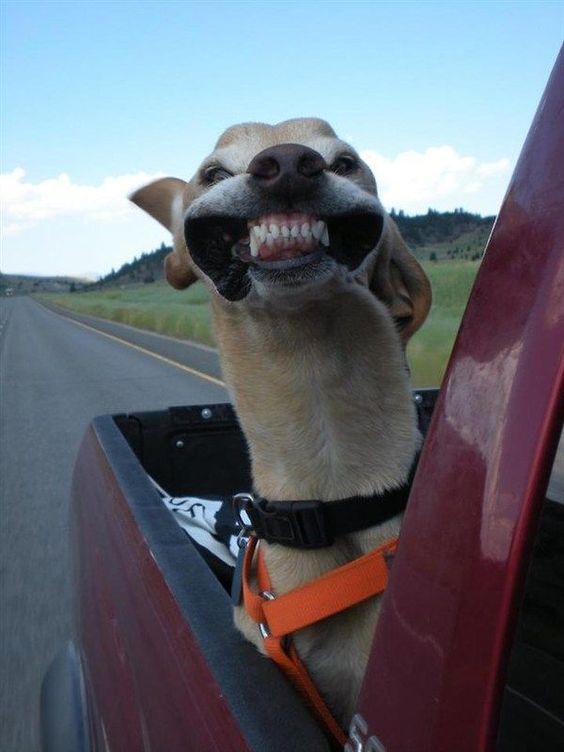 15+ hilarious animal faces when they enjoy something for the first time 11