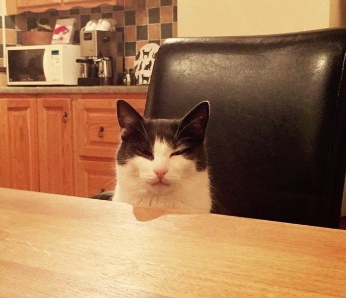 15+ hilarious animal faces when they enjoy something for the first time 8