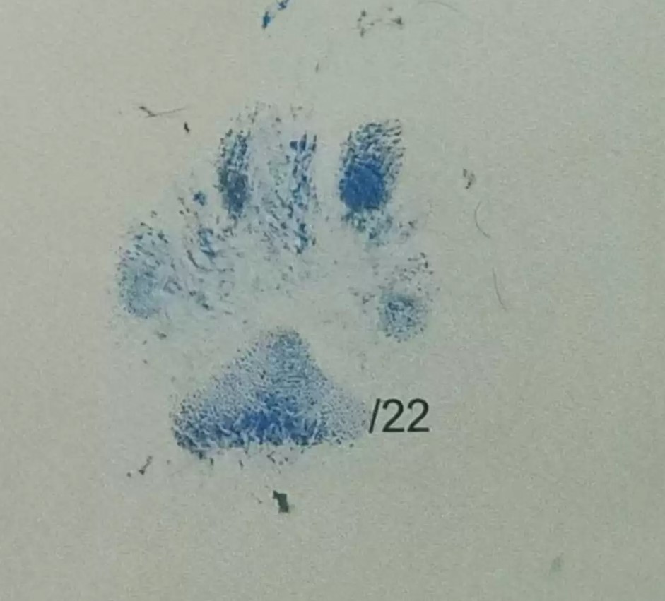 Little dog becomes witness to stamp parents' marriage certificate 3