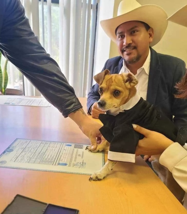 Little dog becomes witness to stamp parents' marriage certificate 2