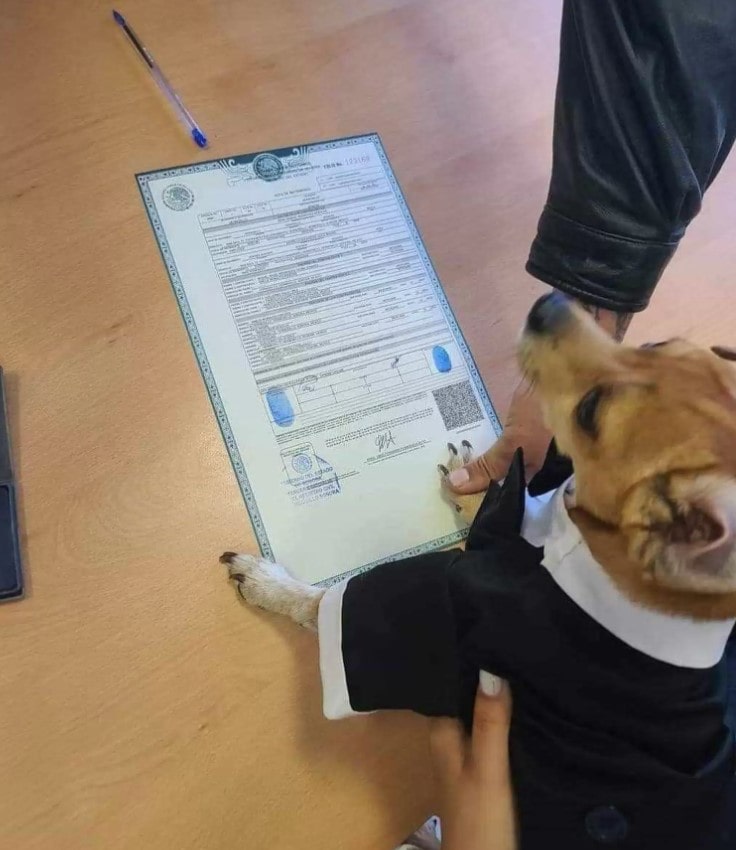 Little dog becomes witness to stamp parents' marriage certificate 1