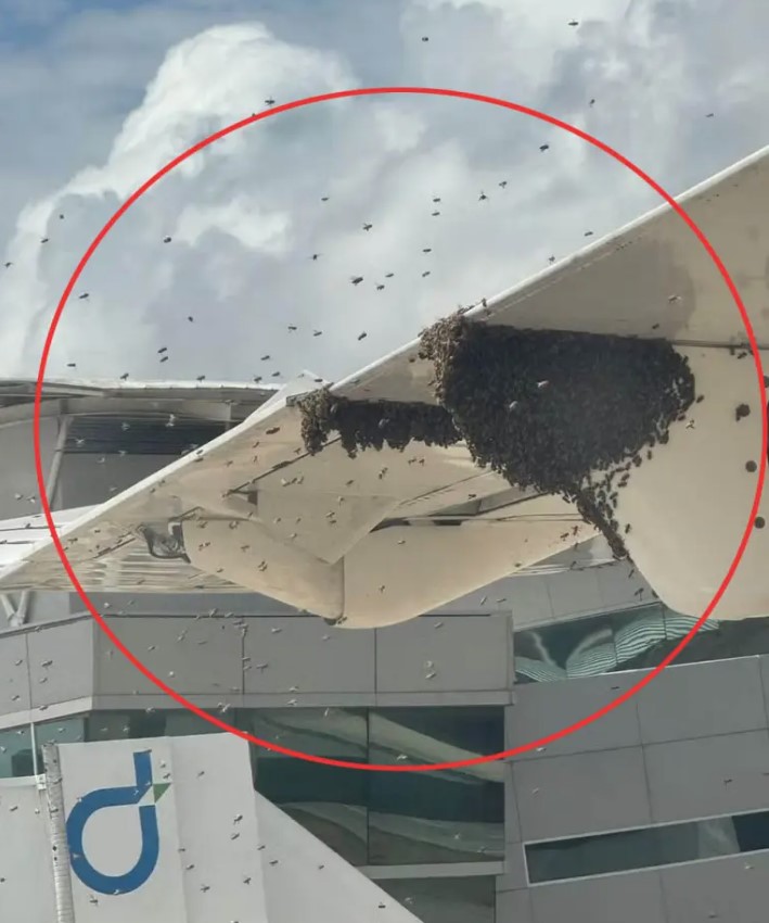 Swarm of bees surrounded the plane, trapping passengers inside aircraft 3