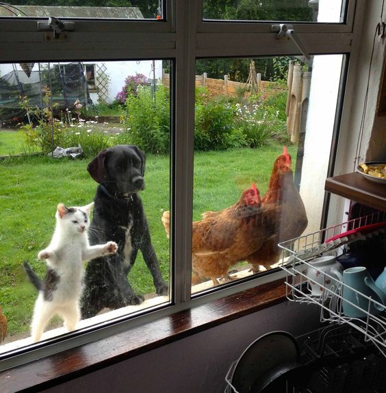 15+ animals suddenly appear at humans' doors, saying 'Hi' that leaves people startled 14