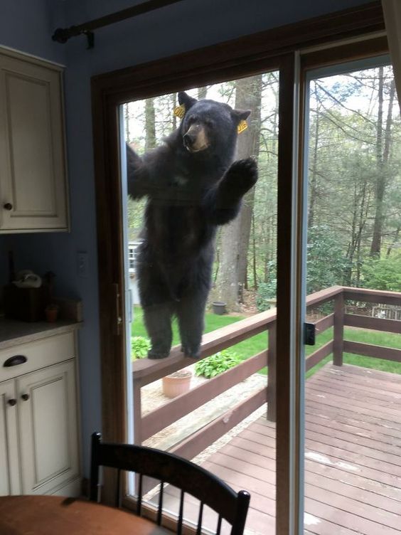 15+ animals suddenly appear at humans' doors, saying 'Hi' that leaves people startled 1