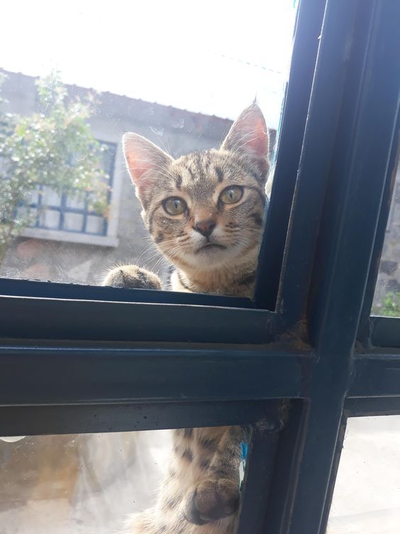 15+ animals suddenly appear at humans' doors, saying 'Hi' that leaves people startled 10