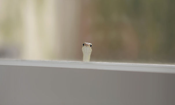15+ animals suddenly appear at humans' doors, saying 'Hi' that leaves people startled 9