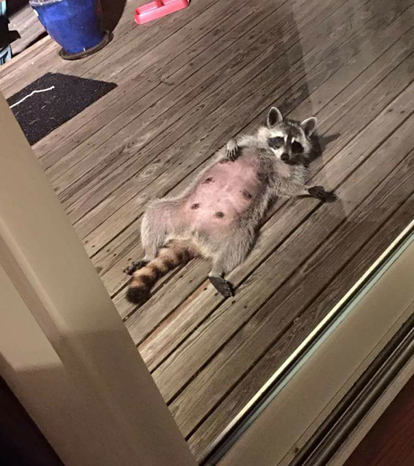 15+ animals suddenly appear at humans' doors, saying 'Hi' that leaves people startled 8