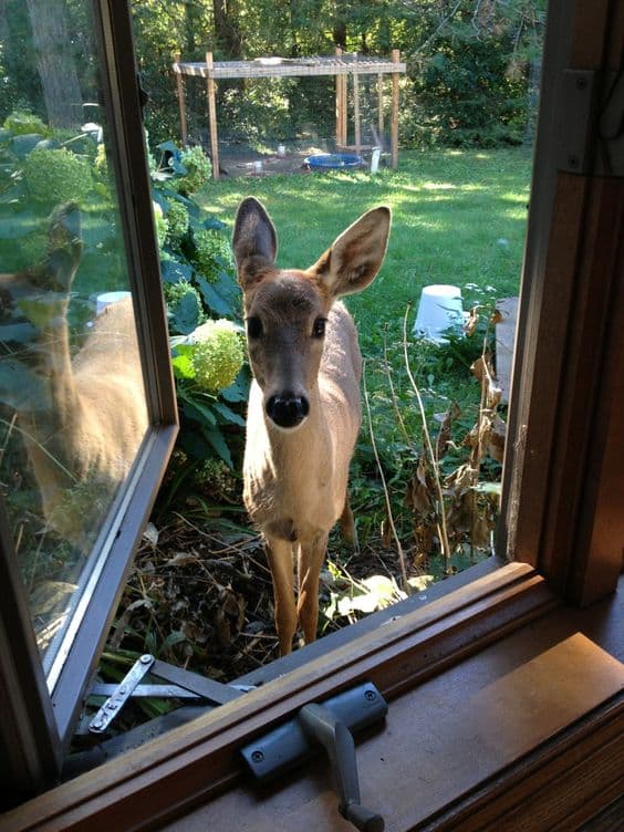 15+ animals suddenly appear at humans' doors, saying 'Hi' that leaves people startled 6