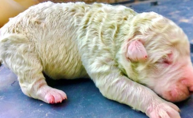 Rare puppy was born with unique green-colored fur 1