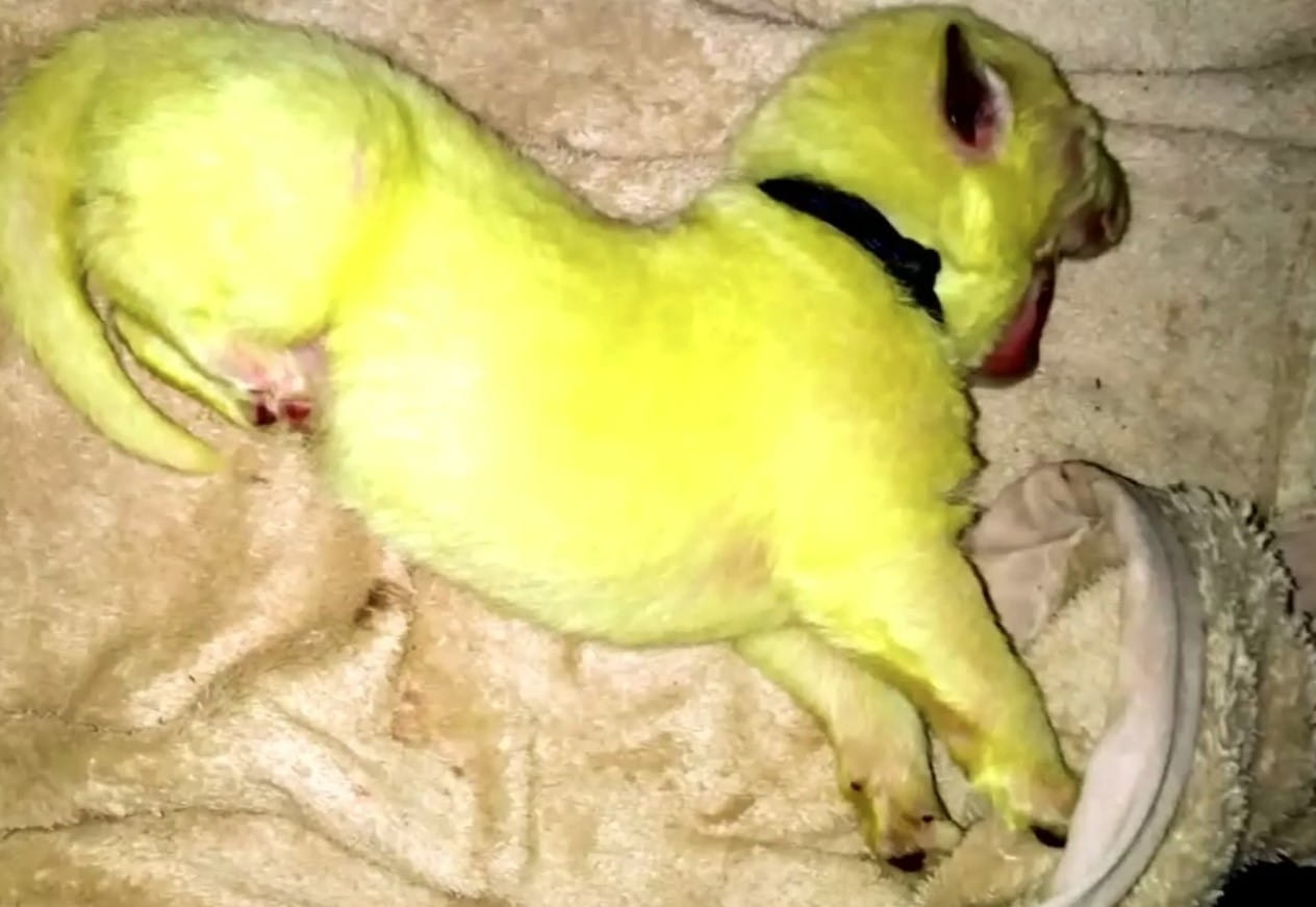 Rare puppy was born with unique green-colored fur 4