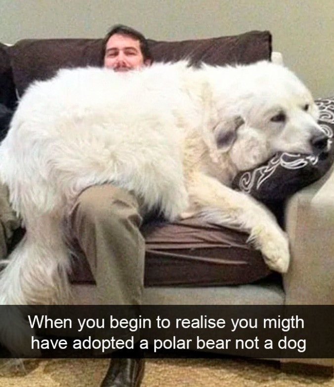15+ hilarious dog Snapchats that will brighten your day 7