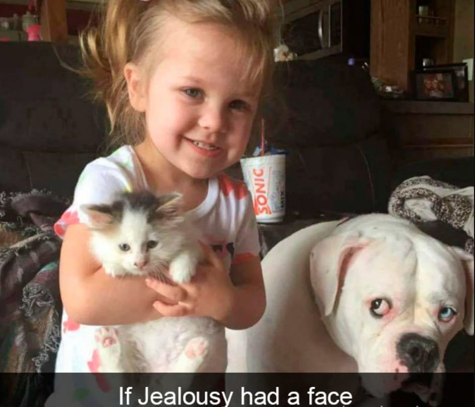 15+ hilarious dog Snapchats that will brighten your day 5