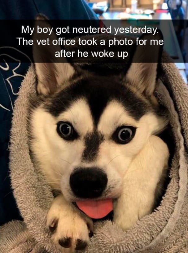 15+ hilarious dog Snapchats that will brighten your day 4