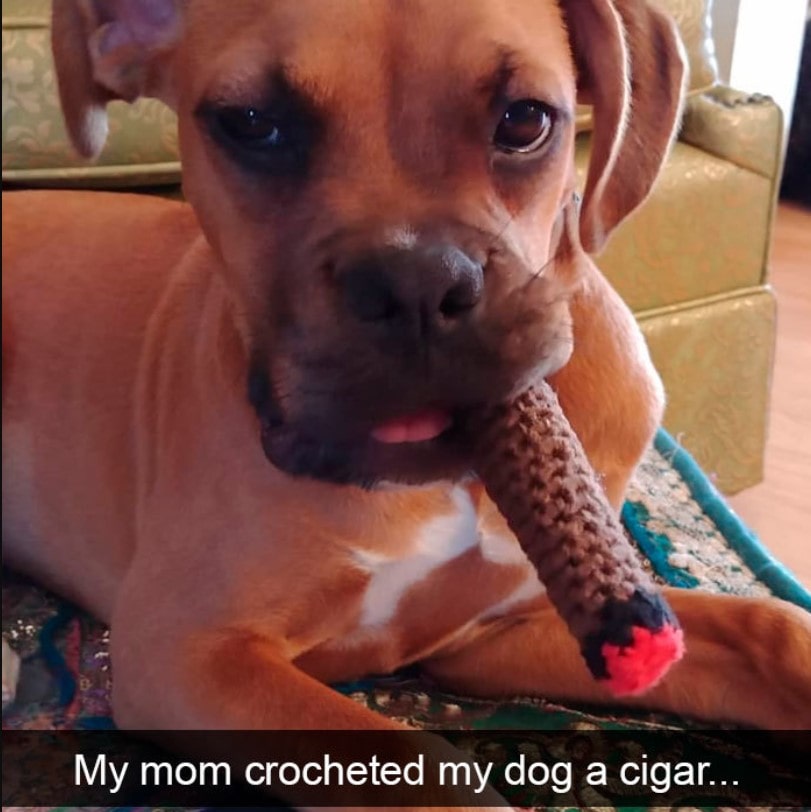 15+ hilarious dog Snapchats that will brighten your day 1
