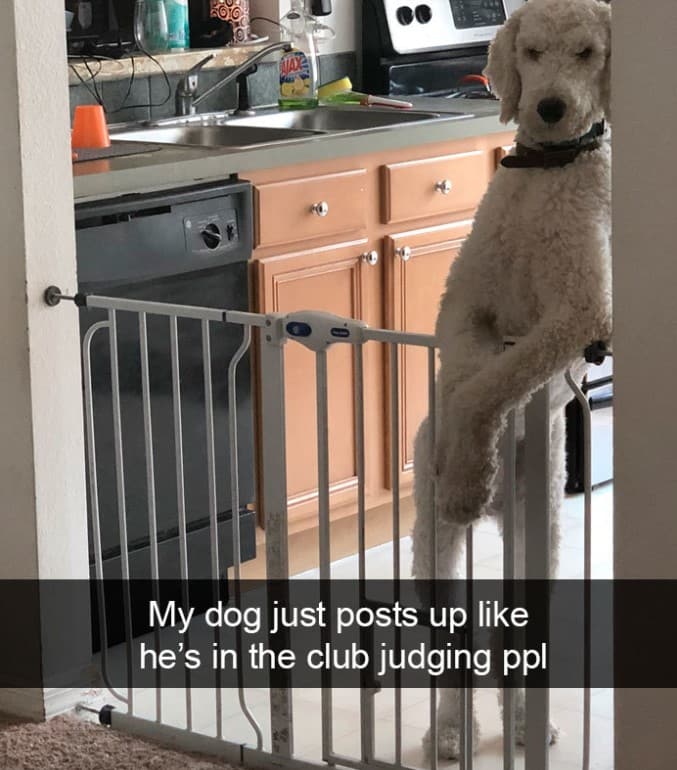 15+ hilarious dog Snapchats that will brighten your day 3