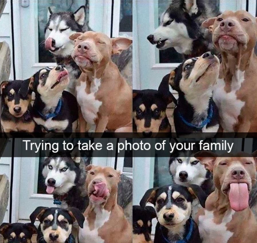 15+ hilarious dog Snapchats that will brighten your day 2