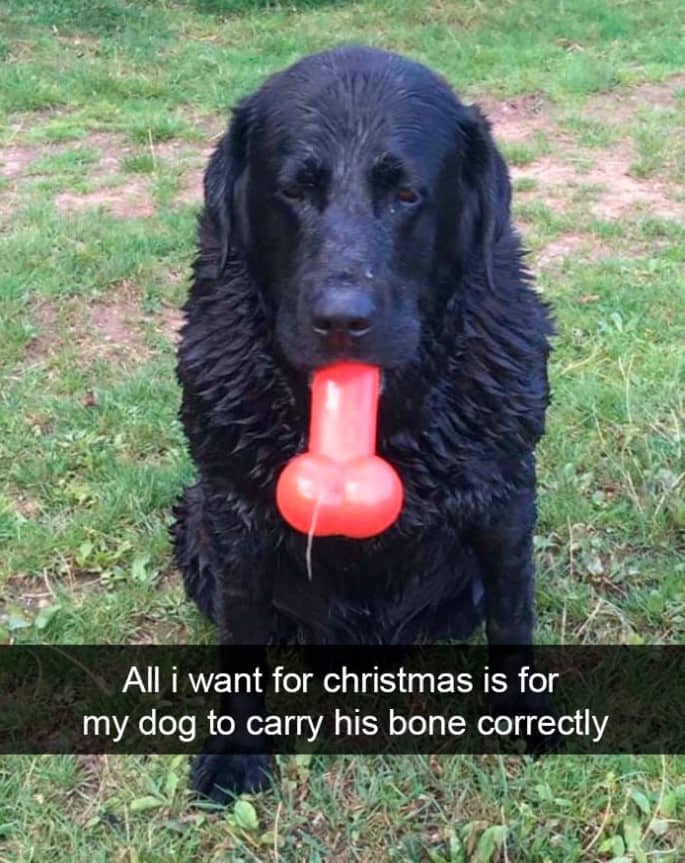 15+ hilarious dog Snapchats that will brighten your day 15