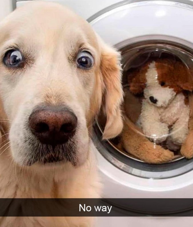 15+ hilarious dog Snapchats that will brighten your day 13