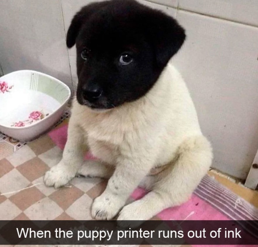 15+ hilarious dog Snapchats that will brighten your day 12