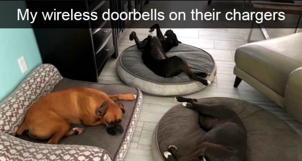 15+ hilarious dog Snapchats that will brighten your day 11