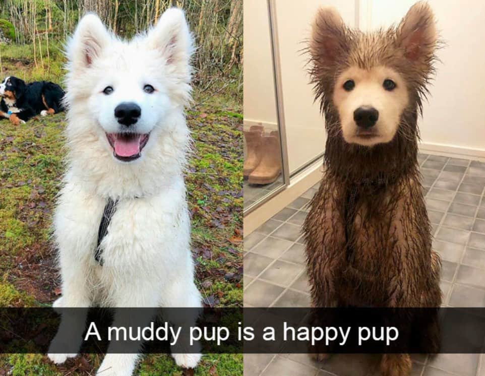 15+ hilarious dog Snapchats that will brighten your day 8