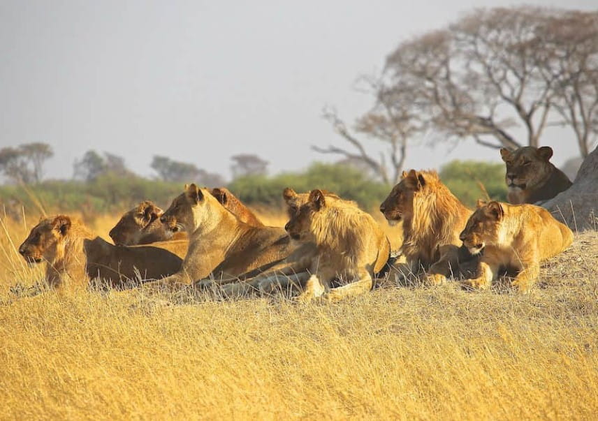 Expert reveals survival tips when humans encounter wild lions 3