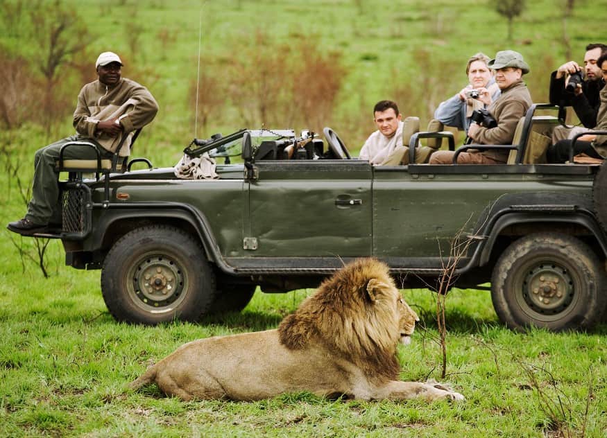 Expert reveals survival tips when humans encounter wild lions 4