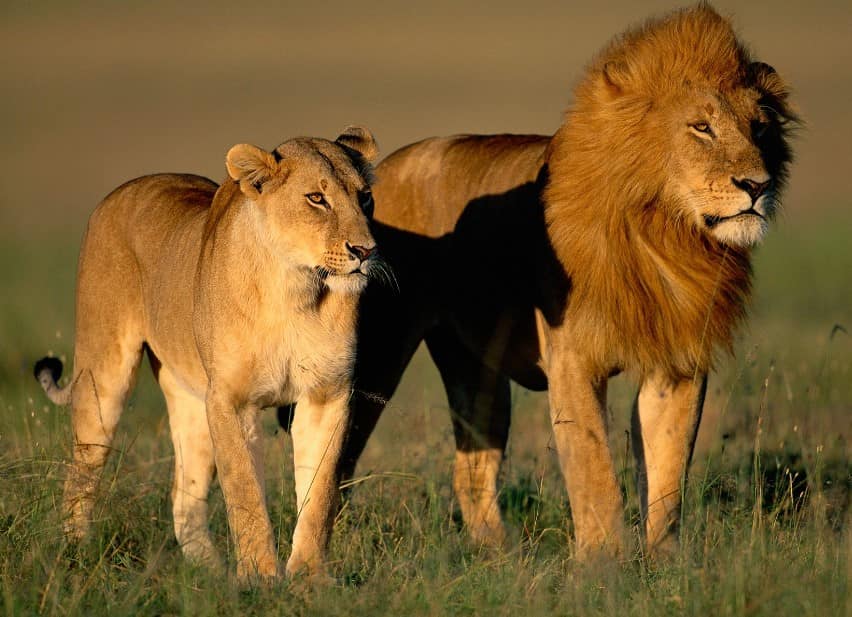 Expert reveals survival tips when humans encounter wild lions 2