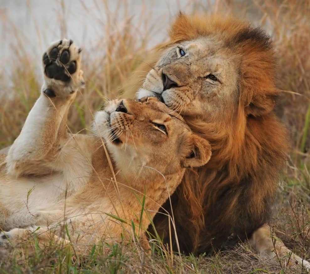 Expert reveals survival tips when humans encounter wild lions 5