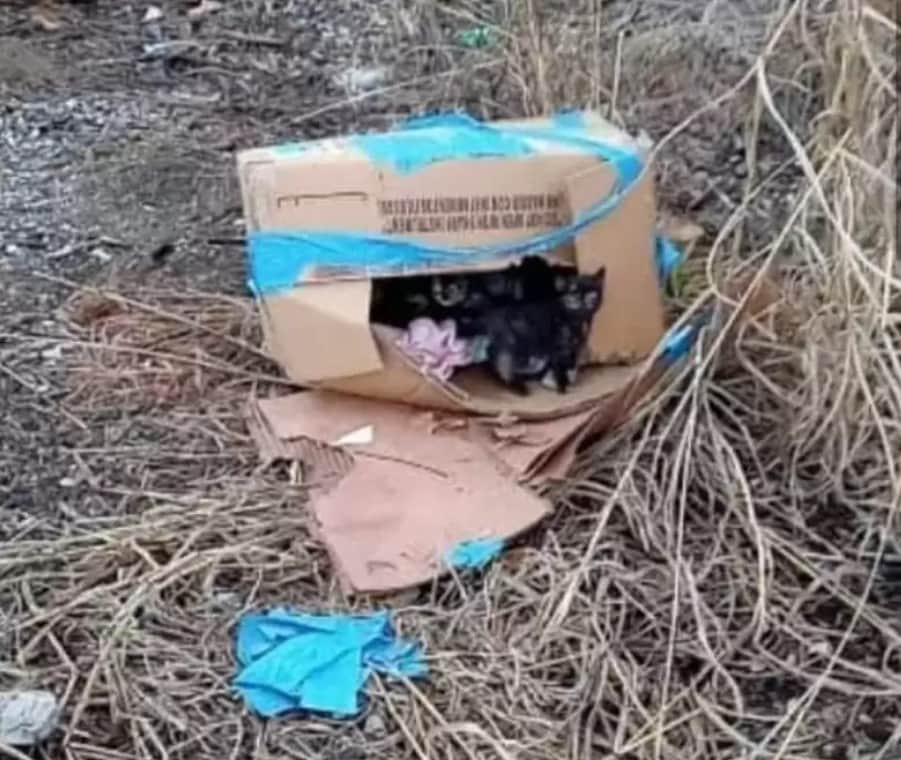 Man discovers little box full of kittens along train tracks 1