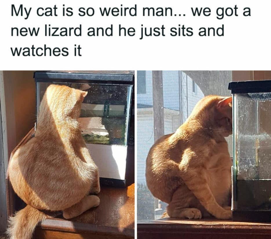 15+ funny memes that prove animals can be as hilarious as humans 6