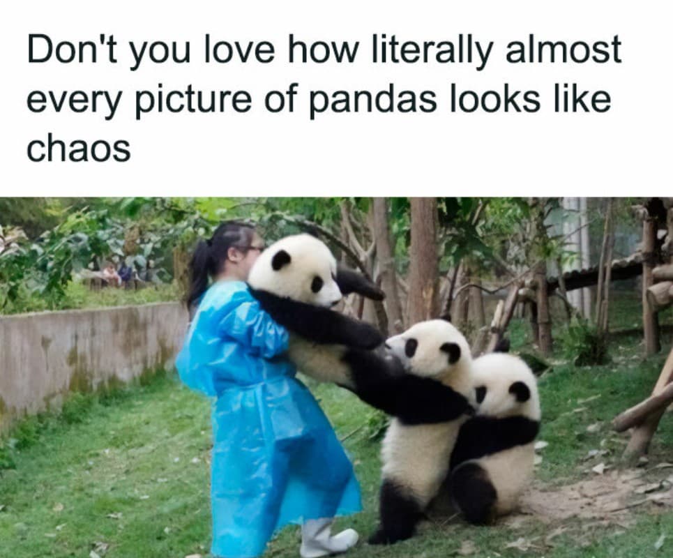15+ funny memes that prove animals can be as hilarious as humans 13