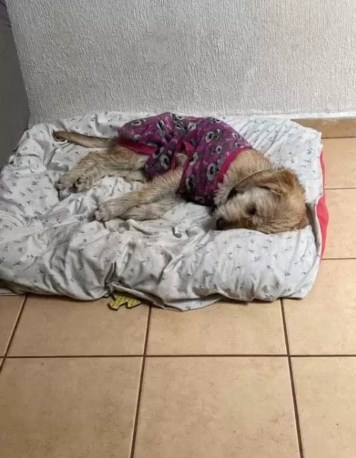 Dog was abandoned in the park with old purple sweater left rescuer heartbroken 2