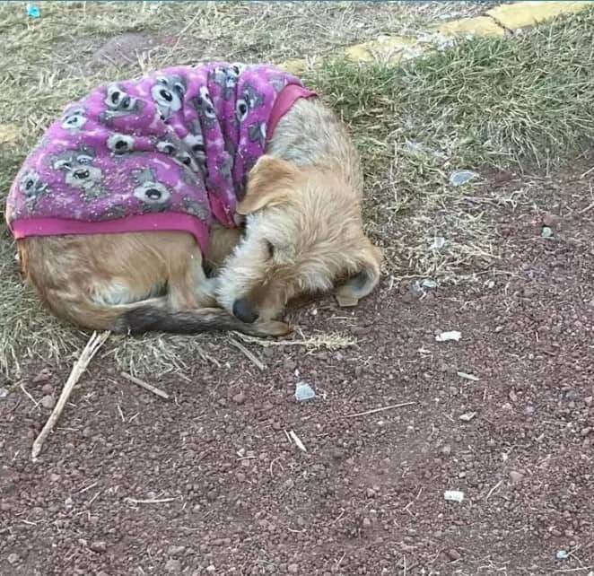 Dog was abandoned in the park with old purple sweater left rescuer heartbroken 1