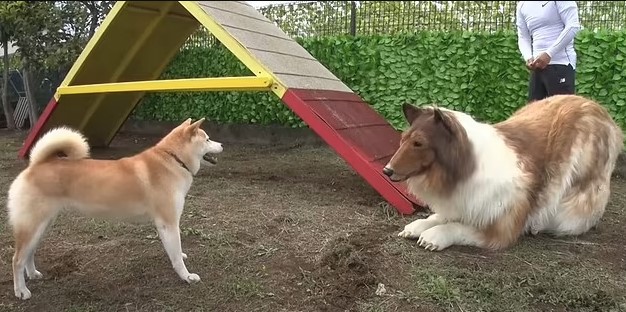 VIDEO: Man who spent $14K to become Collie fails agility test for dogs 4