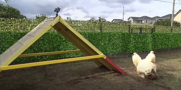 VIDEO: Man who spent $14K to become Collie fails agility test for dogs 3
