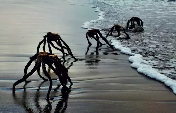 'Aliens' spotted on the beach resemble a sci-fi movie generating panic 4
