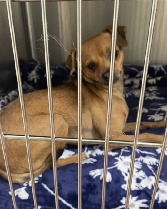 Chihuahua spotted in bag that placed at pet adoption center's doors 2
