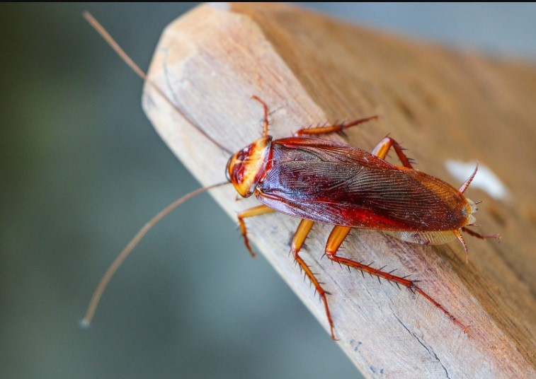 Zoo leaves visitors fascinated by allowing them to name a cockroach after their ex 1