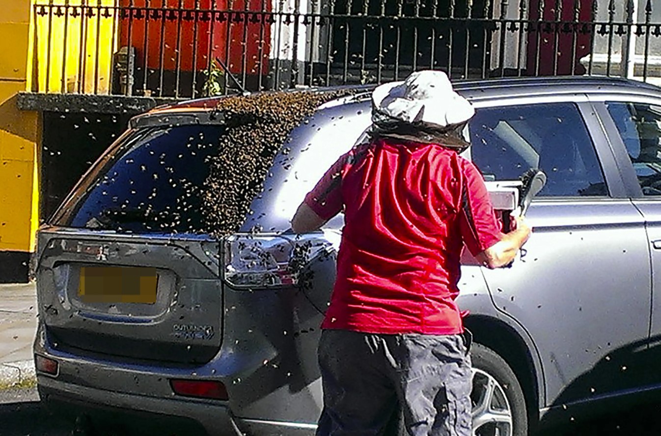20,000 bees follow grandmother's car for two days to rescue trapped queen 4