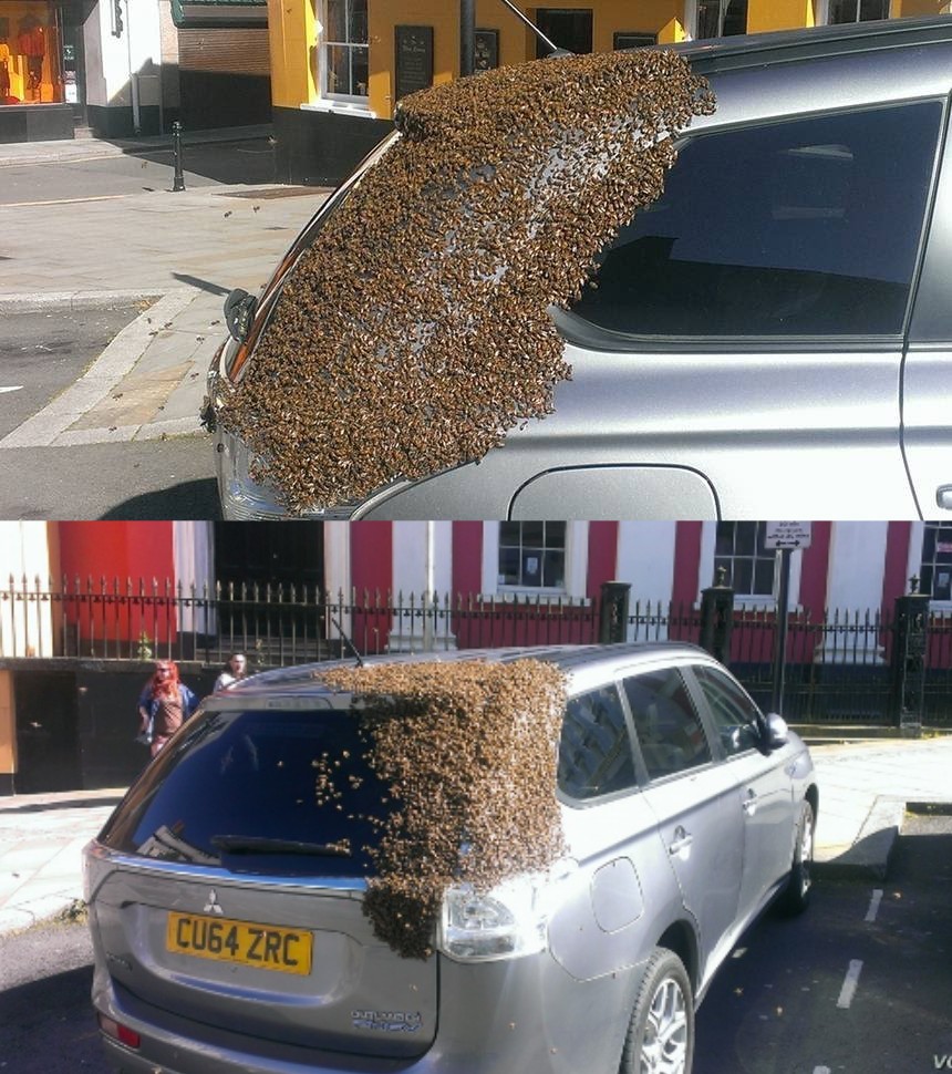 20,000 bees follow grandmother's car for two days to rescue trapped queen 1