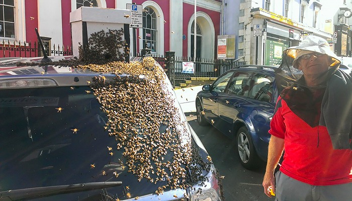 20,000 bees follow grandmother's car for two days to rescue trapped queen 2