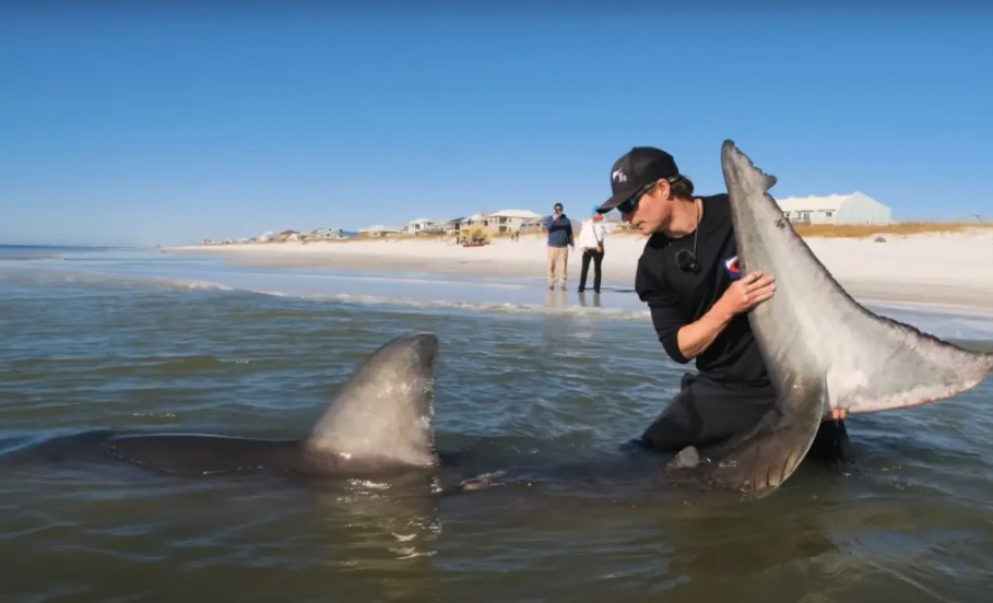 American fisherman catches 1,200-pound and 12-foot 'monster' shark 4