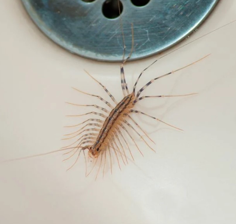 People are just learning why we should never eliminate a house centipede 4