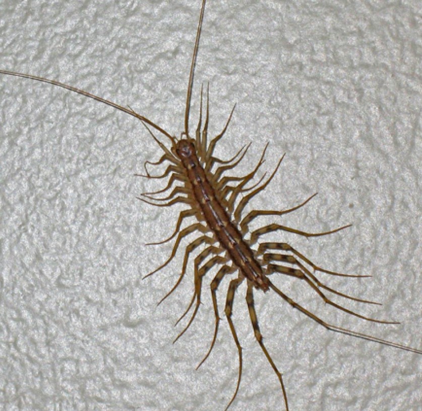 People are just learning why we should never eliminate a house centipede 2