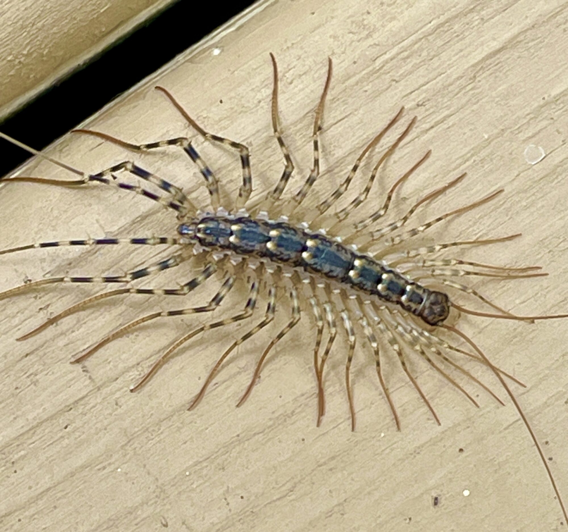 People are just learning why we should never eliminate a house centipede 1
