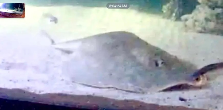 Stingray mysteriously get pregnant without partner leaving scientists confused 2