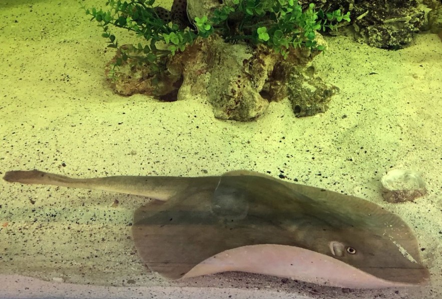 Stingrays get pregnant without needing to mate with a partner. Image Credit: Facebook/Aquarium & Shark Lab by Team ECCO